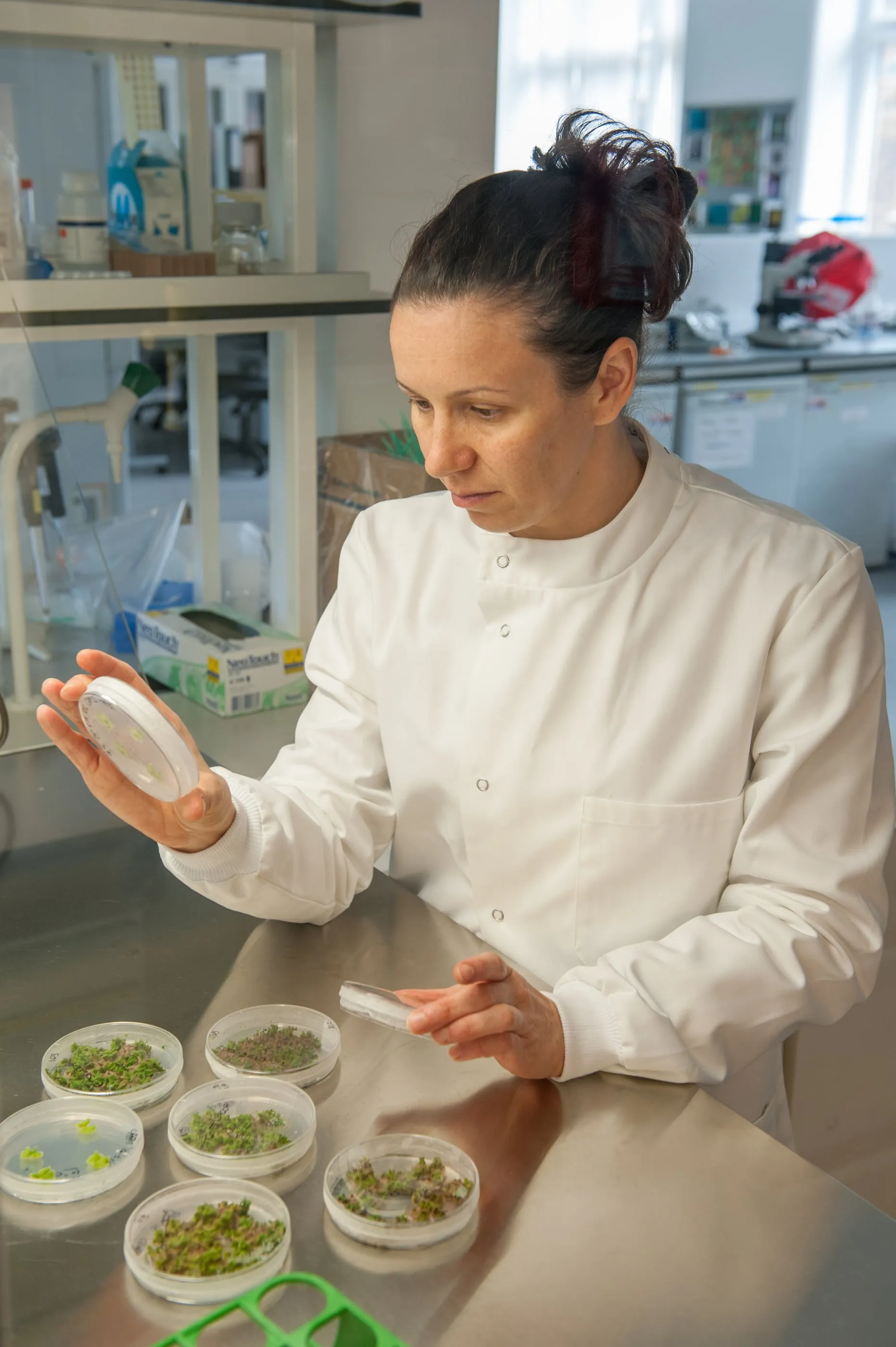 A scientist in a lab coat examining a petri dish of seedlings